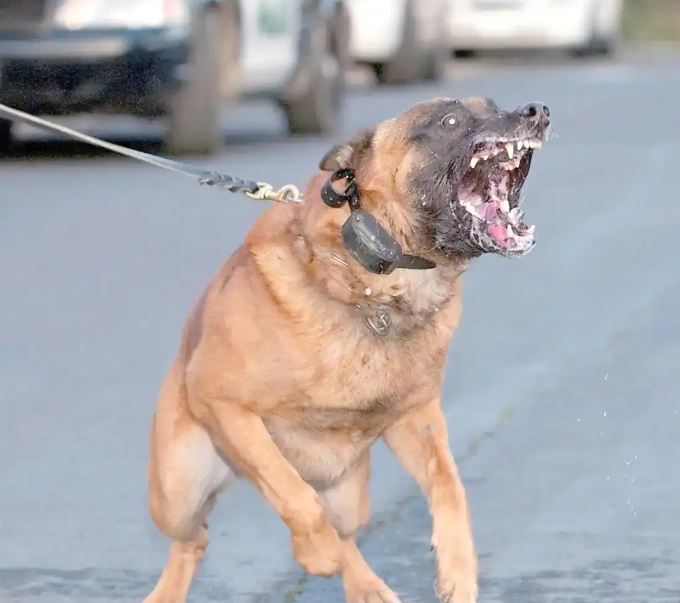 狗狗行为纠正哪家专业？犬语优护为您解忧